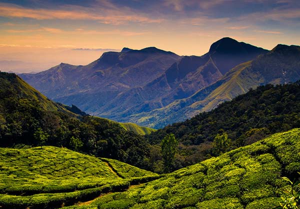 Munnar Kodaikanal 4  day tour from Vellore
